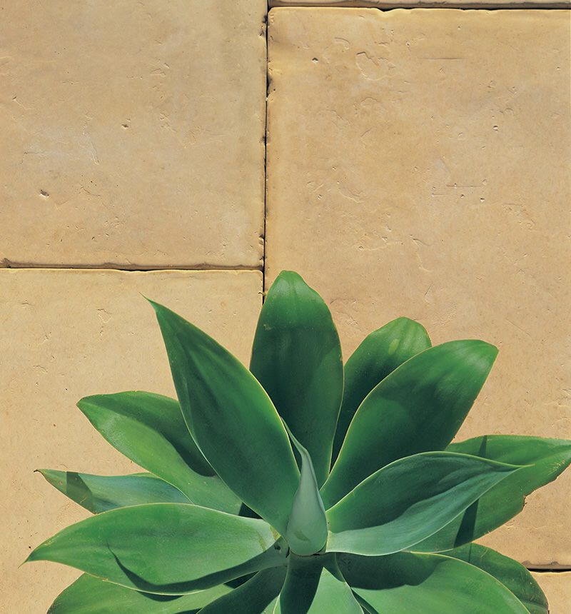 A lush green succulent with broad leaves is placed centrally against large, light brown stone tiles in a grid pattern. Its vibrant hue contrasts beautifully with the neutral backdrop, creating a refreshing scene reminiscent of enjoying an Abode Iced Coffee in a tranquil setting.