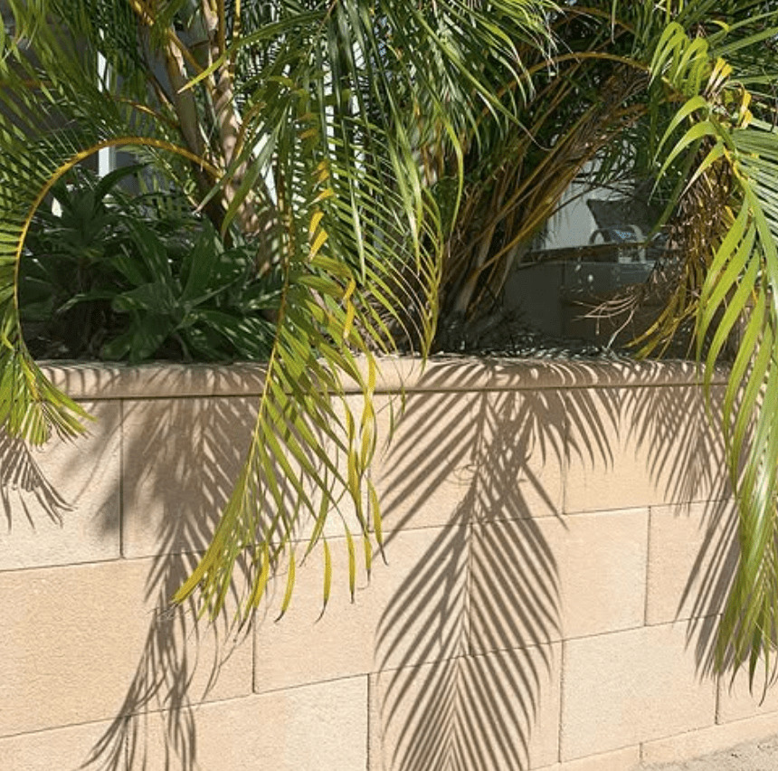 Tropical palm fronds casting intricate shadows on a light stone wall, creating a serene and sunlit pattern.