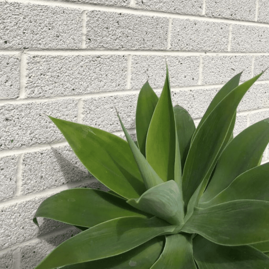 A green agave plant with thick, pointed leaves is growing in front of a light gray brick wall. The plants vibrant color contrasts with the subdued tone of the wall, creating a visually appealing composition.