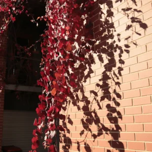 Red autumn leaves hang above, casting detailed shadows on a sunlit wall built with Original Adelaide Red Bricks. The deep red leaves contrast beautifully with the warm bricks, while their shadows add texture to the scene.