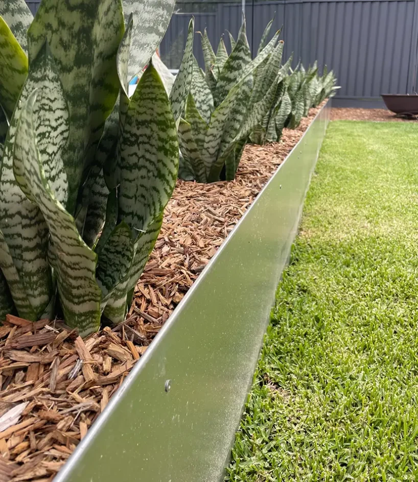 A garden bed with snake plants growing in mulch, bordered by a metal edge next to a neatly trimmed green lawn and a dark fence in the background.
