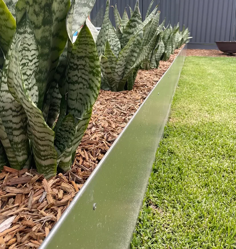 A garden bed with snake plants growing in mulch, bordered by a metal edge next to a neatly trimmed green lawn and a dark fence in the background.