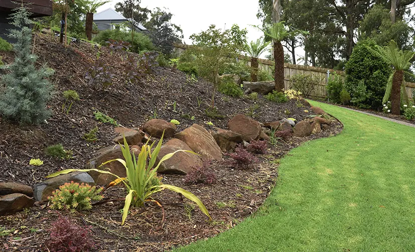 A landscaped garden on a sloped hill with large rocks, mulch, and various green plants and shrubs, bordered by a neatly mowed lawn and surrounded by tall trees and a wooden fence.