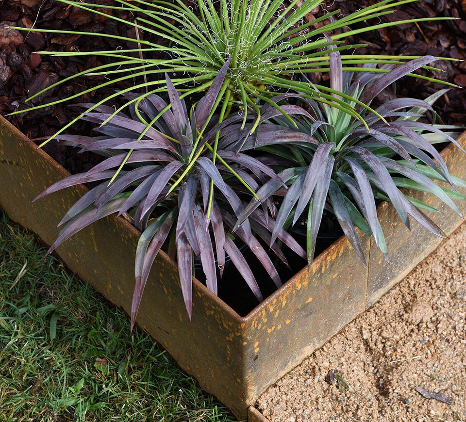 A garden bed with spiky green and purple plants bordered by rusted metal edging, surrounded by grass and tan gravel.