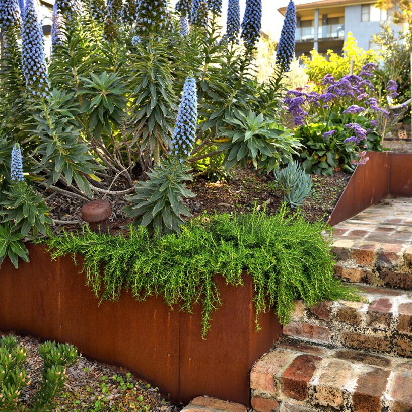A lush garden with flowering plants, including tall blue spikes, grows beside rusty metal-edged raised beds and weathered brick steps leading to an upper level.